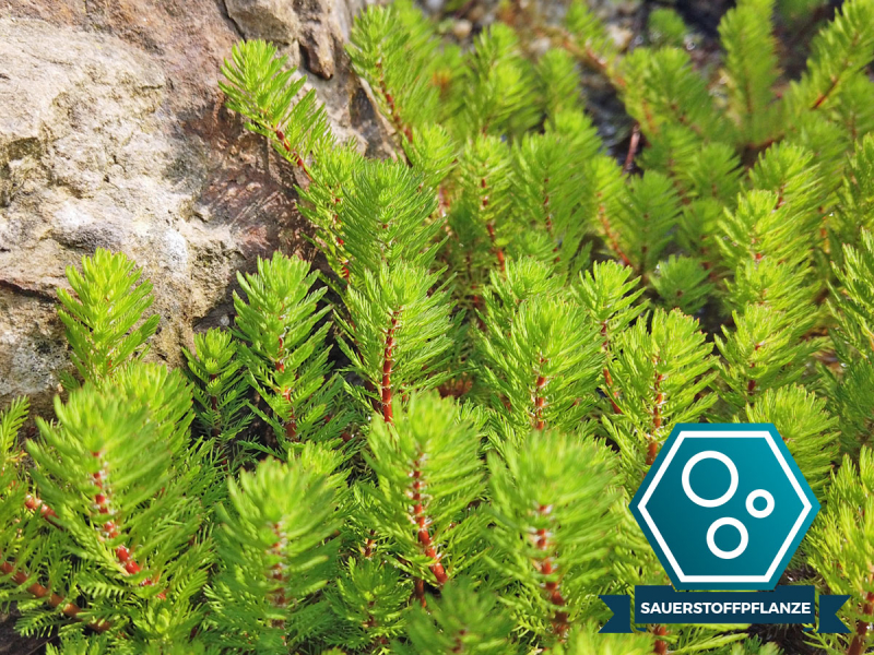 Tausendblatt - Myriophyllum hippuriodes